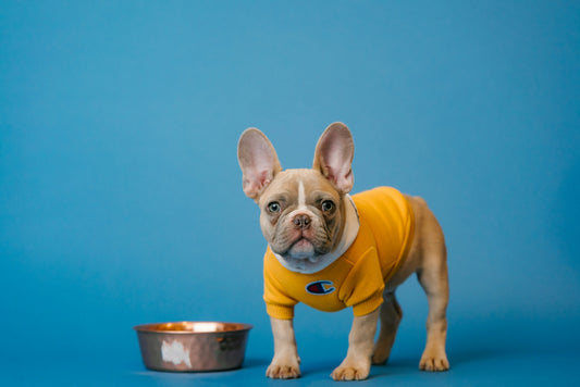 A french bulldog beside a bowl of wet dog food