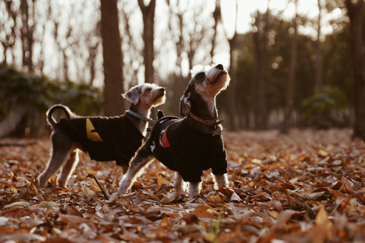 Coats, Jumpers & Outfits