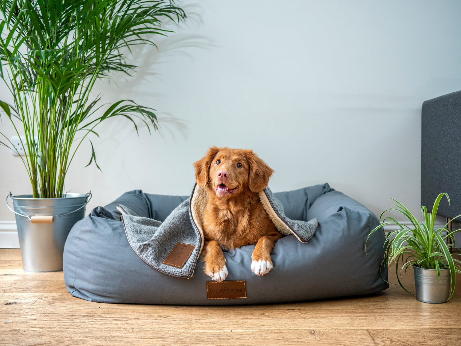 lupin and lamby dog beds and mattresses