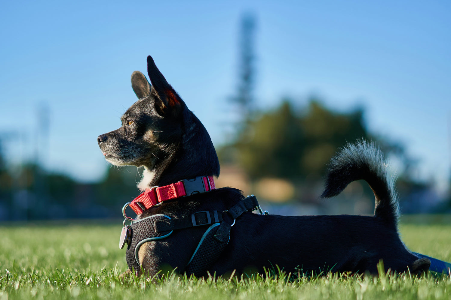 Collars, Harnesses & Leads